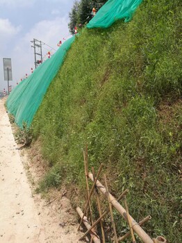 深圳鐵路護(hù)坡用什么植物比較好鐵路基上灌木都有什么