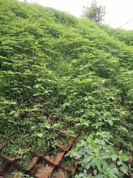 西安礦山生態(tài)治理復(fù)綠陜西邊坡種草綠化方案