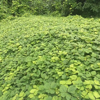 四川遂寧生態(tài)護坡綠化施工邊坡治理多少錢一平方