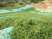 福建漳州草籽在哪买护坡复绿草籽供应