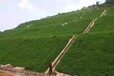 陕西西安边坡绿化常用草种子四季青草籽供应