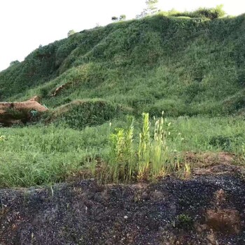 广东深圳高陡岩石边坡土质边坡绿化客土喷播植草