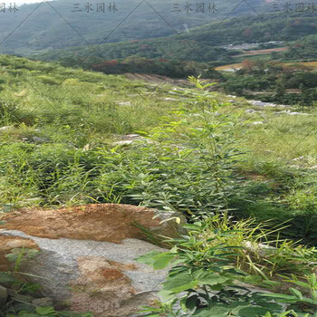 宁夏银川矿山复绿优选树种适合矿山修复的植物