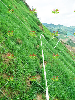 寧夏銀川邊坡復(fù)綠施工百喜草草籽供應(yīng)