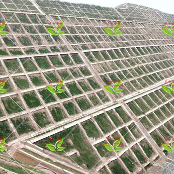 承接廣東深圳路基邊坡復(fù)綠項(xiàng)目及公路邊坡綠化治理