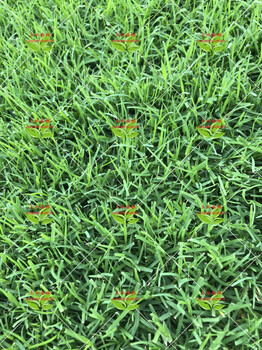 廣東河源矮化狗牙根草籽供應(yīng)邊坡植草種子