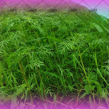 江西南昌邊坡綠化草花混播一平方用量克數(shù)