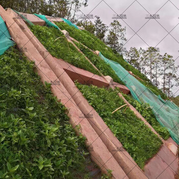 廣東韶關(guān)大型礦山復(fù)綠草種護(hù)坡草籽狗牙根供應(yīng)