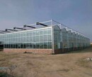 温室节能,玻璃温室规格,玻璃连栋温室厂家图片