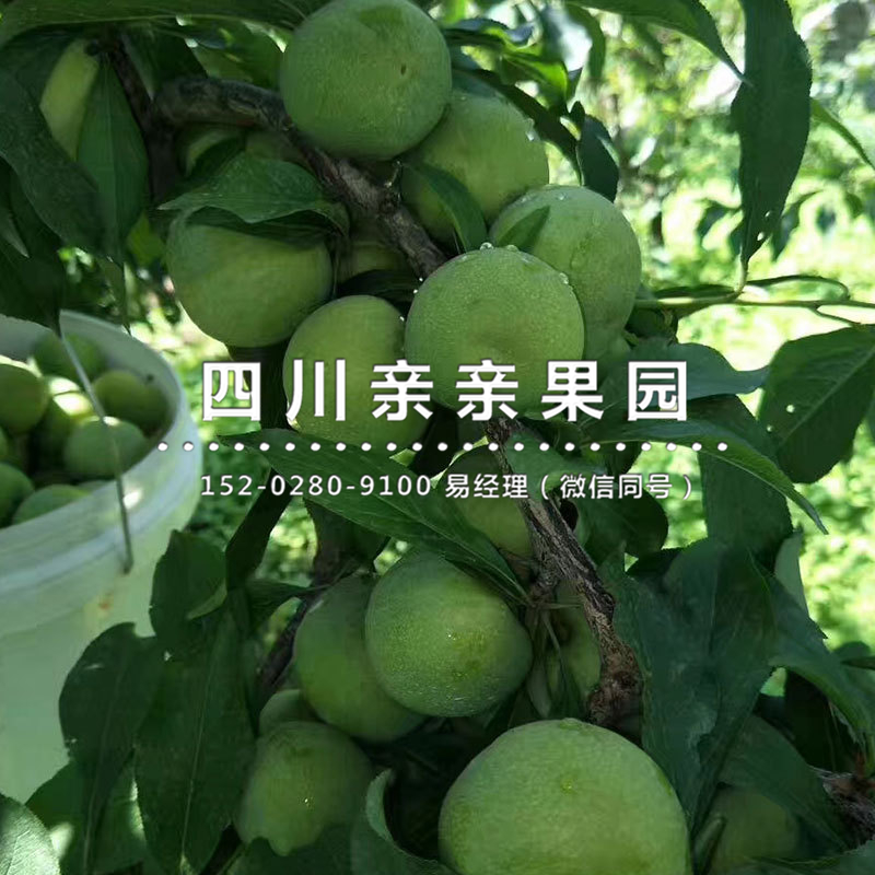 西藏青脆李子树苗批发 基地李树苗