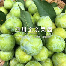 乐山李子苗基地-乐山良种李子苗图片
