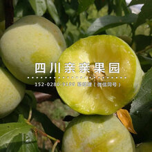 雅安李子苗批发-雅安李子树苗图片