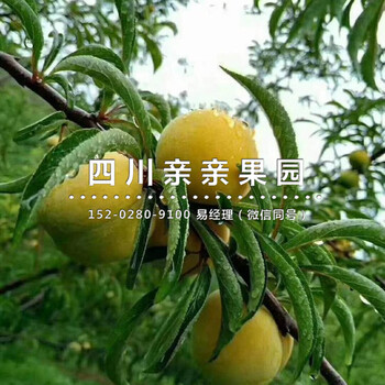 平顶山李子苗木批发-平顶山早熟李子树苗