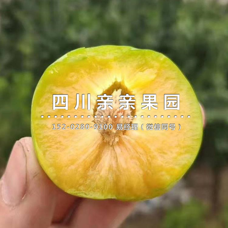 昆明蜂糖李子树苗、昆明蜂糖李子树苗基地