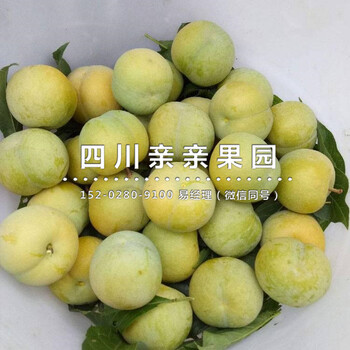 昆明蜂糖李苗、昆明蜂糖李苗基地