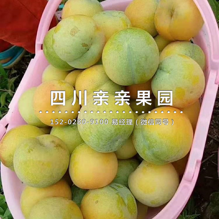 贵州蜂蜜李子苗基地_口感好的李子苗