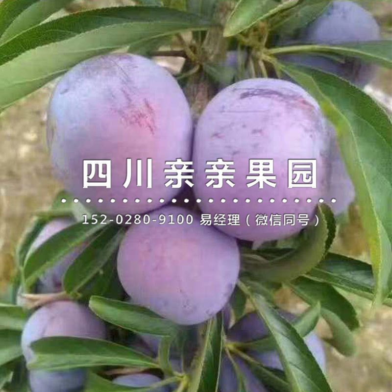 云南李子苗价格_文山李子苗定植要求