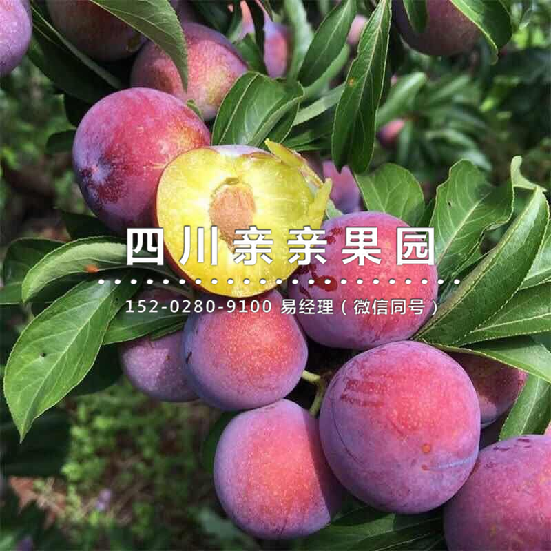 红脆李子苗那里有卖？湖南红脆李子苗基地