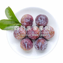 李子树苗_李子树苗基地_李子树苗如何施肥图片