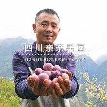 长寿李子苗木批发-长寿李子树苗图片