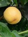 防城港桃子树苗出售,防城港优质桃子苗品种