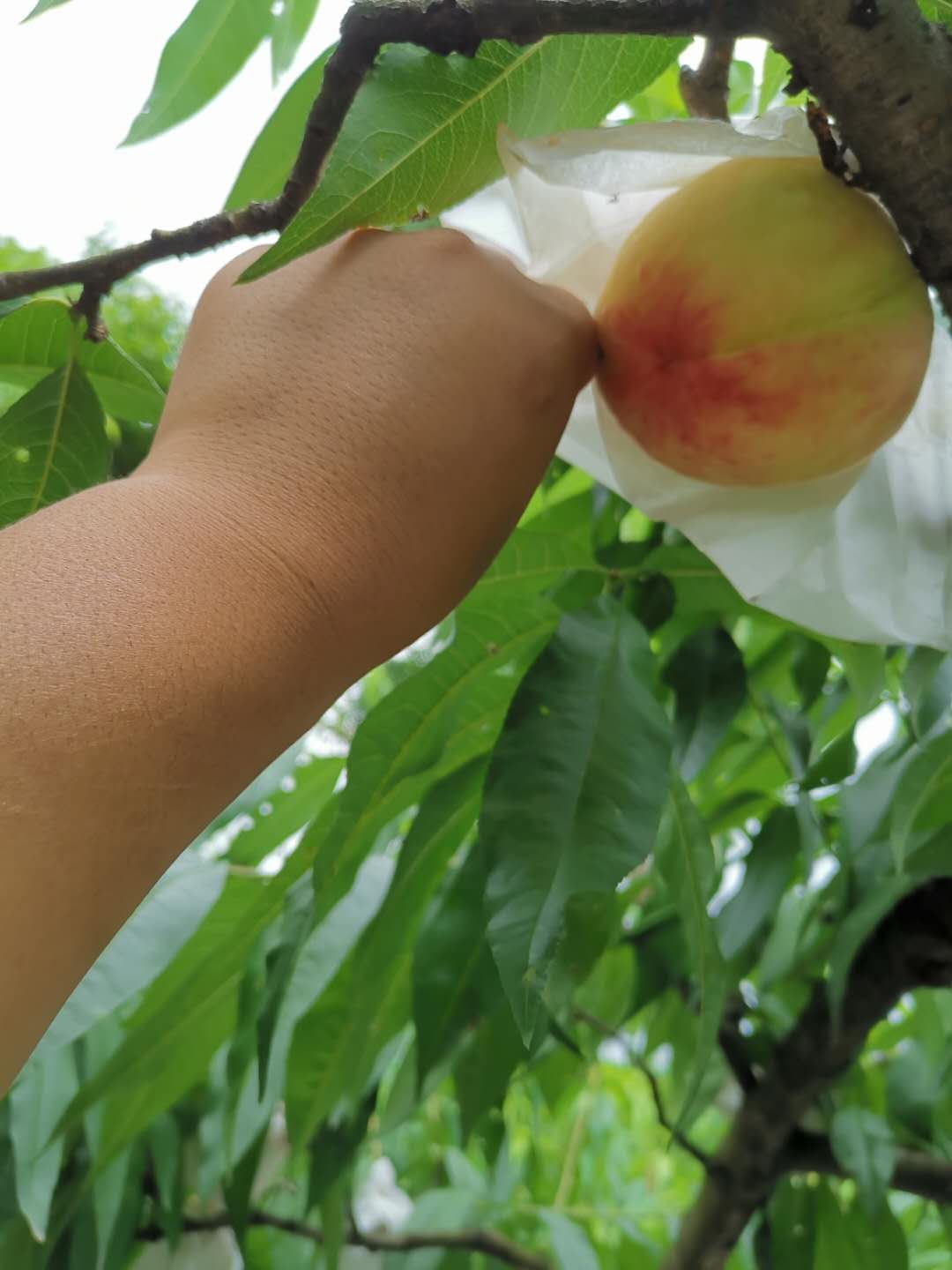 璧山桃子树苗价格,璧山嫁接桃子苗基地