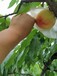 思茅桃子树苗价格,思茅桃子苗施肥技术和时间