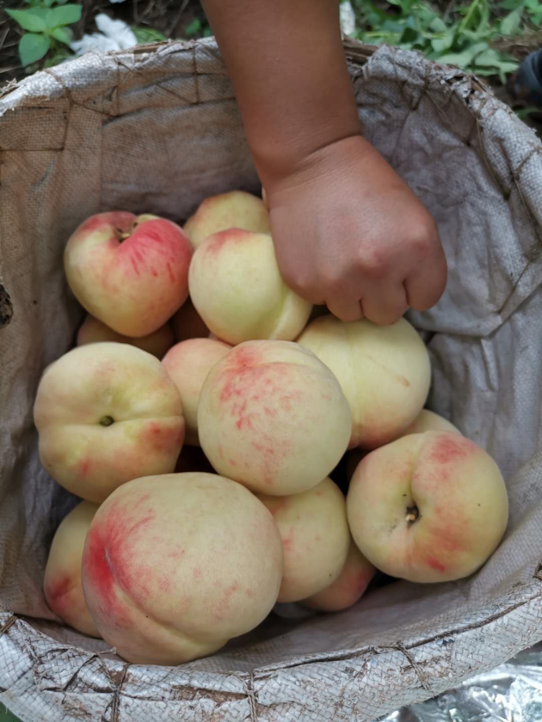 杭州桃子苗基地,杭州晚熟桃子苗价格