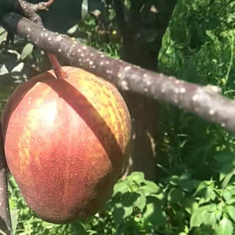 临夏那有梨子苗_临夏梨树苗基地