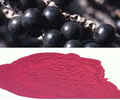 熱銷巴西莓提取物多種規格1公斤起訂廠家包郵