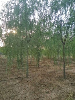 天津垂柳苗种植基地_垂柳苗哪里有