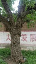潍坊枣木原木供货商图片