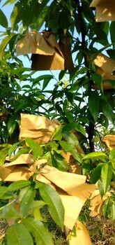 石首市永光果树种植家庭农场黄桃批发、零售