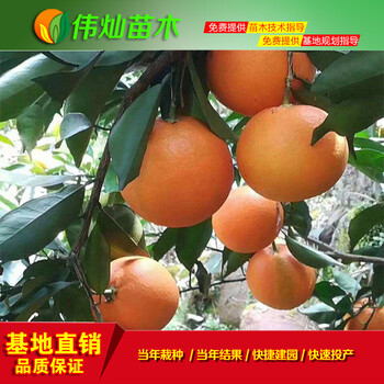 紐荷爾臍橙苗臍橙苗批發(fā)果大味甜湖北基地苗木批發(fā)品種量大優(yōu)惠