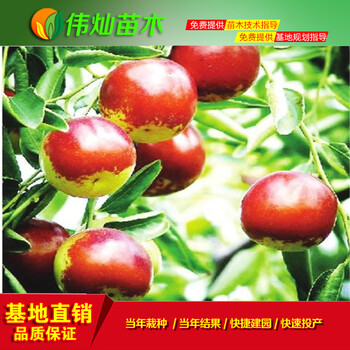 冬棗苗蘋果冬棗苗冬棗苗晚熟豐產(chǎn)易成活品種量大優(yōu)惠