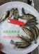  Guangdong freshwater grouper fry Zhanjiang tiger grouper fry wholesale