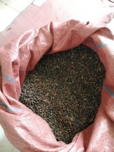 白刺果种子多少钱一斤,白刺果种子哪里有卖的图片