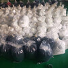 上海现货环保5MM黑色口罩耳带氨纶空心扁带弹力口罩绳可调节