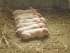 大量供應養豬飼料添加劑豬飼料石膏粉硫酸鈣
