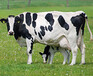 大量出售奶牛养殖专用饲料石膏粉硫酸钙