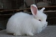 全面供應養殖兔子專用飼料石膏粉添加劑