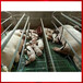 仔猪复合漏粪板图片猪围栏保育床说明小猪双体床厂家可定制