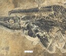 陕西西安古董生物化石在哪能出手私下交易