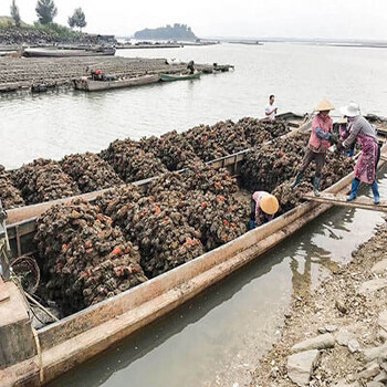 蚝姿商城全国免费招代理——生蚝养殖，生蚝批发