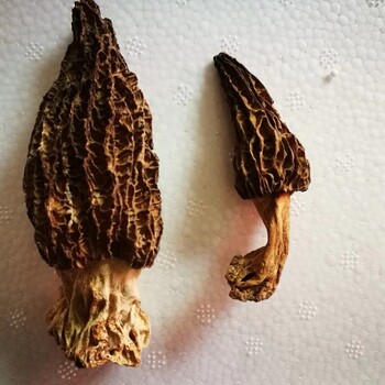 云南菌公司，云南菌批發(fā)零售公司，云南麗江菌公司