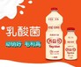 乳酸菌招合作经销商