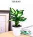 办公室植物出租找广州花美汇，服务周到，价格便宜