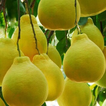 哪里有好的梅州沙田柚批发货源？