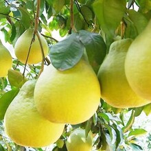 梅州金柚的主要产地，梅州金柚甜不甜图片