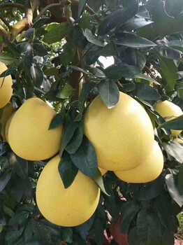 在河北省怎么买到真正梅州柚子，现在柚子价格行情怎样？